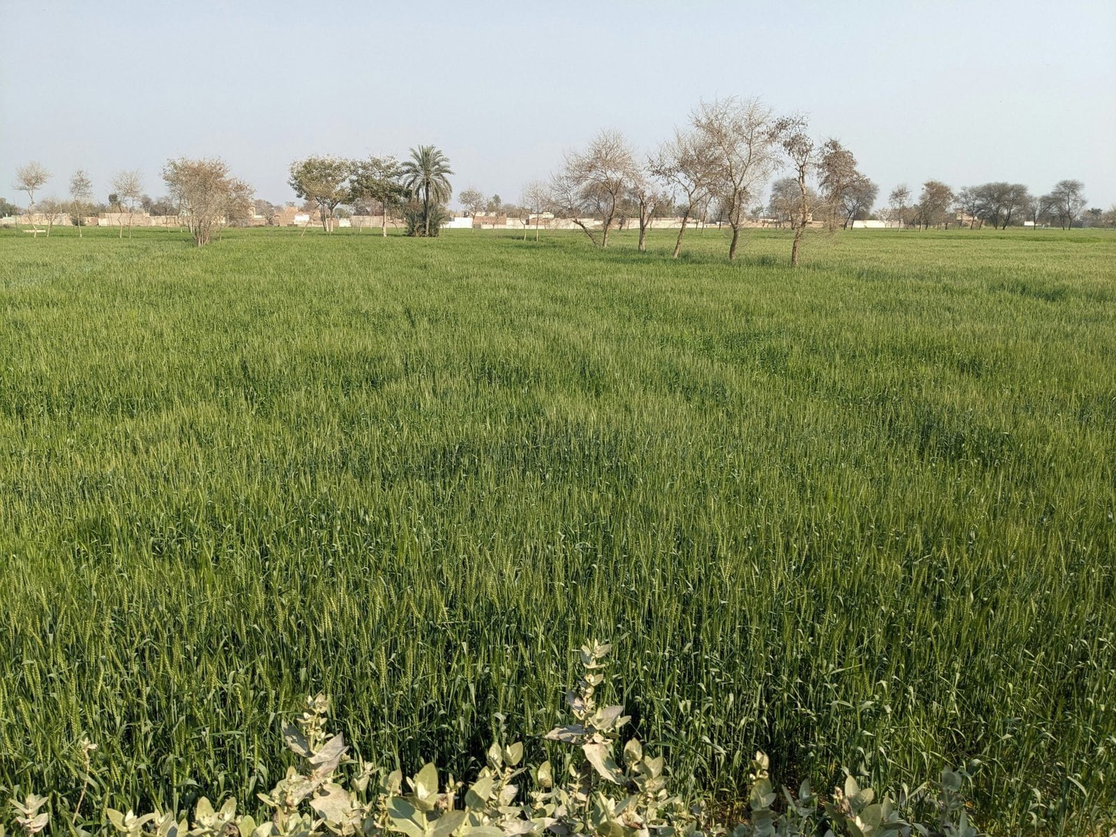 Agricultural Innovations: Feeding the World Sustainably 2 a large field of green grass with trees in the background